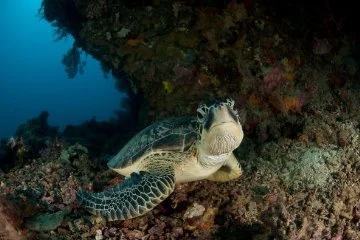 110 milyon yıldır yaşayan deniz kaplumbağalarının nesilleri tehlikede!