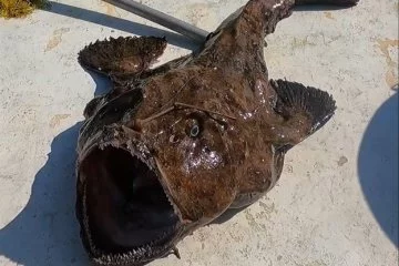 50 kiloluk dev fener balığı yakaladı
