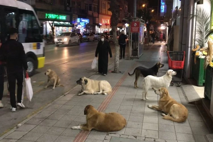 Sokak köpekleri tehli