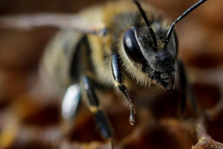 Bilim insanları coronayı tespit etmek için arıları eğitti