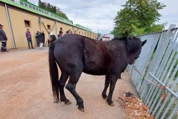 Atlara işkence iddiası yine gündemde! Hayvanseverler harekete geçti...