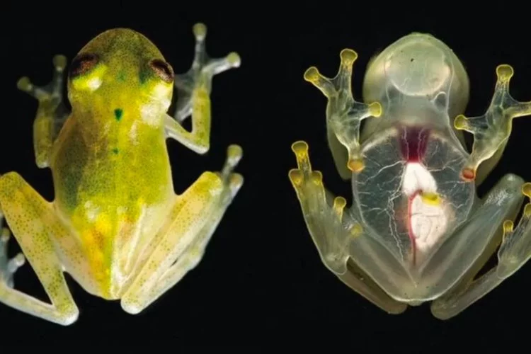 Bilim dünyası şaşkın: Görünmez olan kurbağaların gizemi çözüldü!