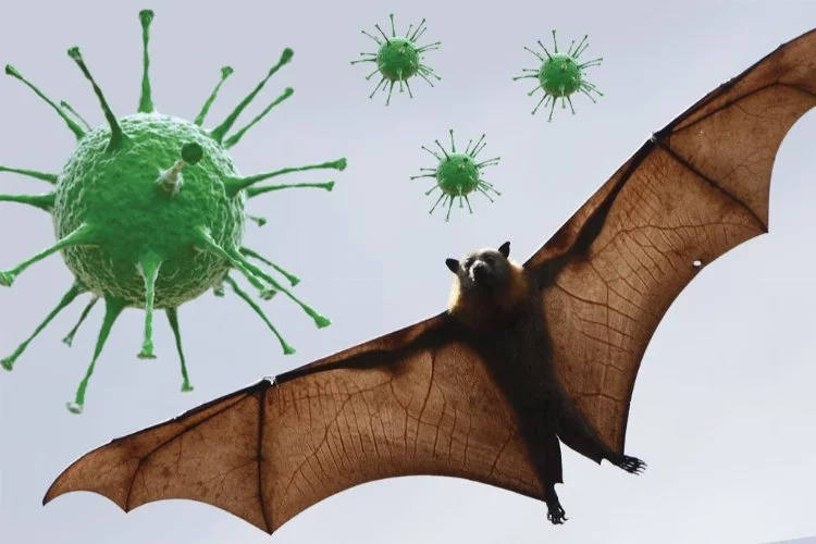 Bilim insanları endişelendiren salgın! Koronavirüs bitti derken, yeni 'yarasa salgını' kapıda!