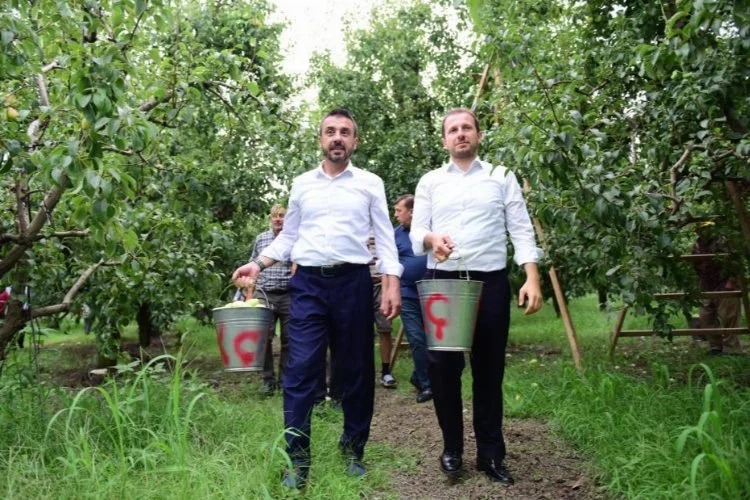 Bursa'da armut hasadı başladı! İlk meyveler Milletvekili Kılıç ve Başkan Tanır'dan