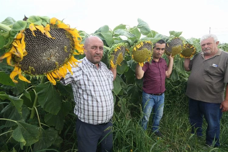 Bursa'da ay çekirdeği hasadı başladı! Çiftçinin yüzünü güldürecek açıklama...