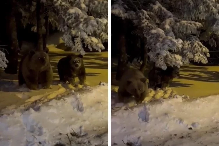 Bursa'da gözlerine uyku girmeyen ayılar çok gergin! Böyle saldırdılar...