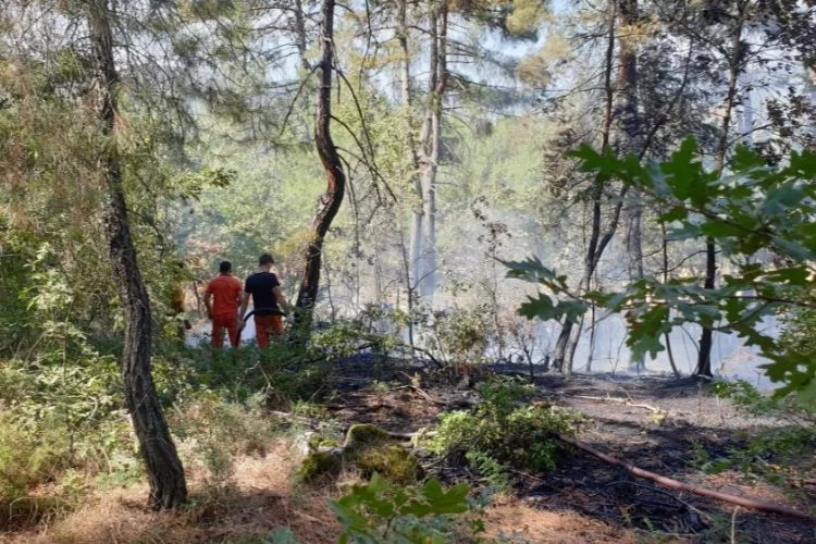 Bursa'da ormanlık alanda korkutan yangın!