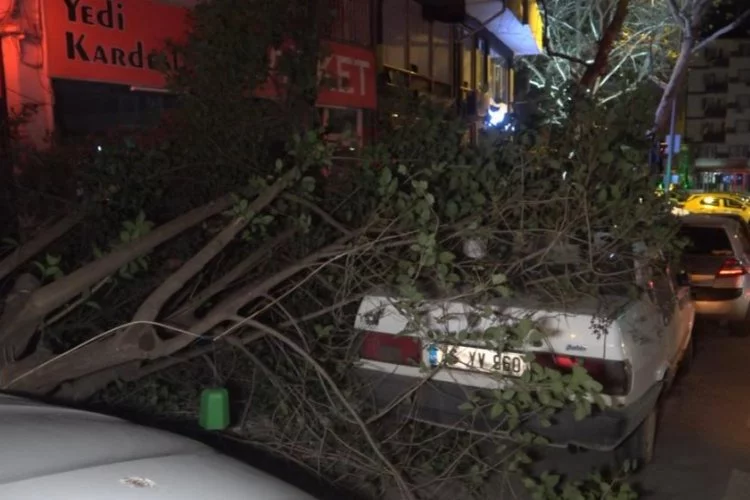 Bursa'da şiddetli lodos ağaçları devirdi!