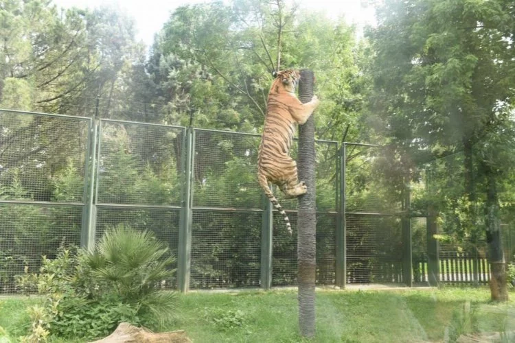 Bursa Hayvanat Bahçesi’nde 'Halk Günü' uygulaması başlıyor!