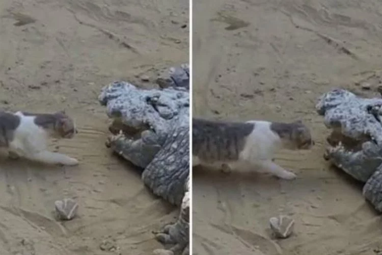 Cesur kedi, dünyanın en tehlikeli hayvanı karşısında yaptığıyla alkış topladı!