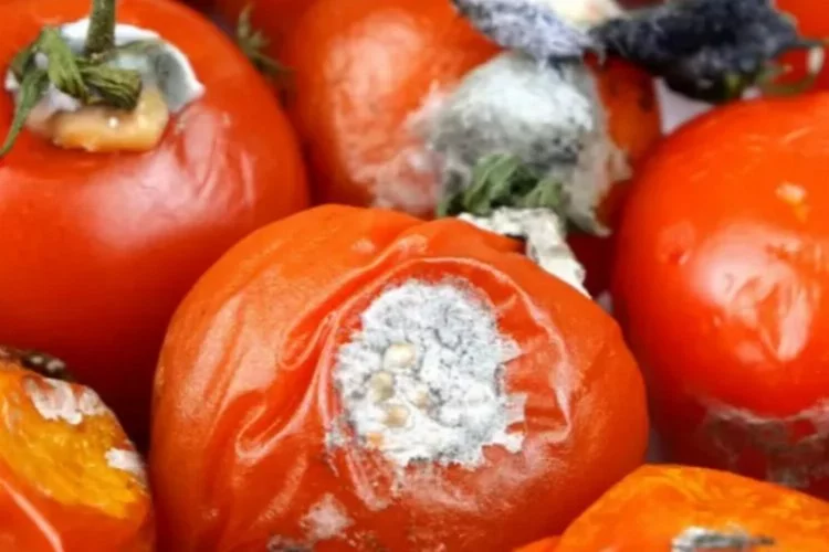 Çürümüş domatesin faydalarını öğrenince bir daha çöpe atmayacaksınız!