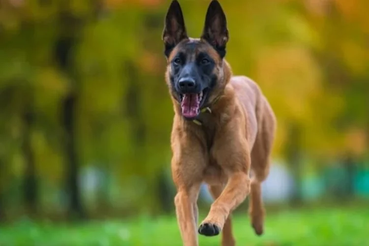 Dünyanın en akıllı köpek cinsi belli oldu: Sonuç şaşırttı!