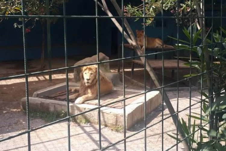 Fotoğraf çekmek isteyen aile aslan kafesine girdi! Sonrası korkunç...
