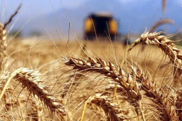 Gıda krizi kapıda: 10 haftalık buğday kaldı