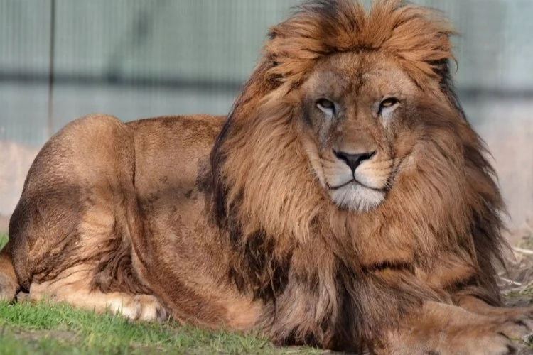 Hayvanat bahçesinde alarm: 5 aslan firar etti