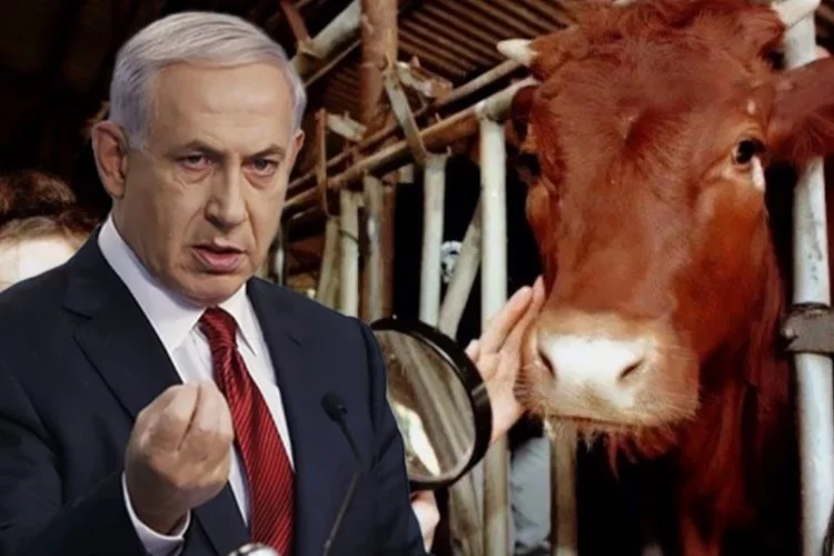 İsrail bunu da yapar mı? 'Kızıl inek' kehaneti yeniden hortladı...