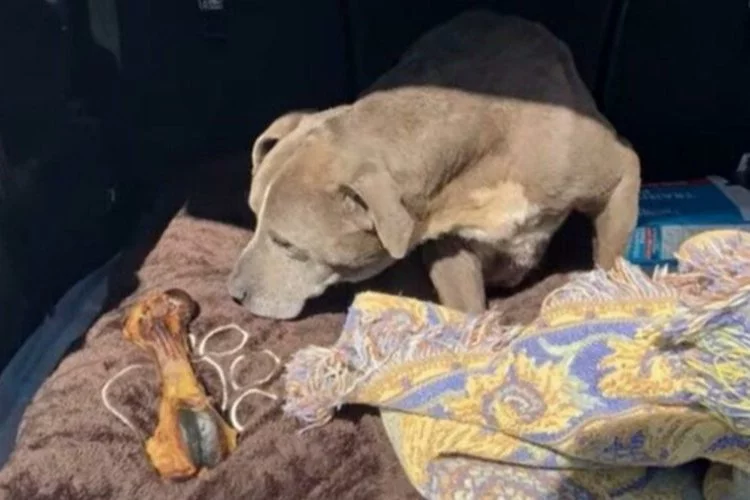 Kayıp ilanı verilen köpek tam 12 yıl sonra bulundu