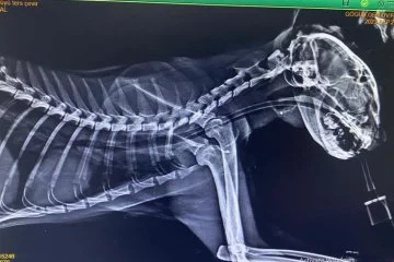 Kedinin boğazından çıkan şoke etti! Acil ameliyata alındı...