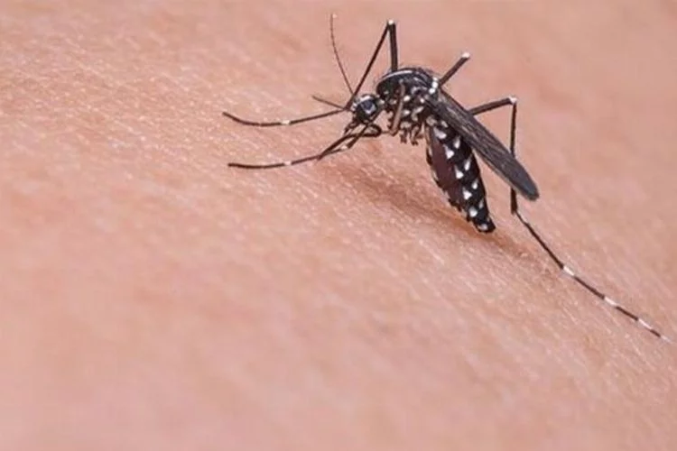 Ne aşısı var ne ilacı! 11 kişiyi öldüren sivrisinekler kapımıza dayandı...
