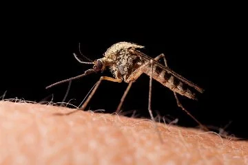Sivrisinek salyası ile ilgili korkutan araştırma: Bazı vakalar ölümcül olabiliyor!