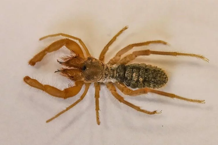 Türkiye'de yeni bir örümcek türü keşfedildi: Akşam saatlerinde görülüyor!