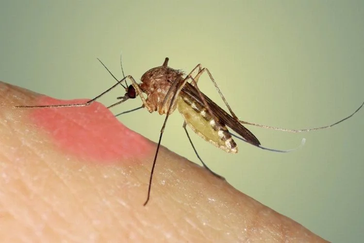 Vakalar artınca Sağlık Bakanlığı harekete geçti! İşte sivrisinekten korunma rehberi